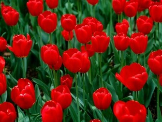 Flores Rojas Red Flowers Wallpaper Fotos E Im Genes En