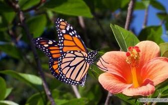 Butterfly Wallpaper For Desktop Background In HD
