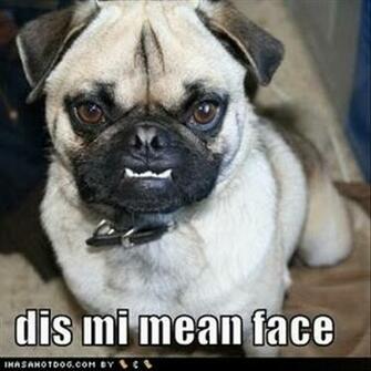 Funny Pug Dog Pictures Pics