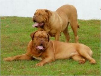 French Mastiff Photos Image Wallpaper Stills
