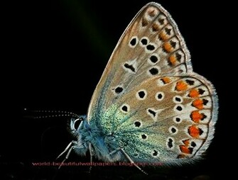 Beautiful Wallpaper Butterflies