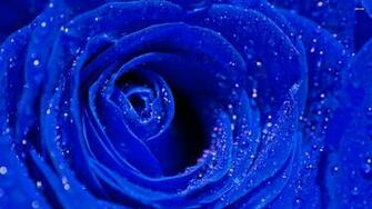Blue Roses Background