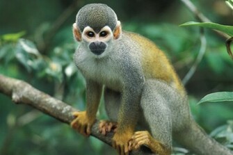 Squirrel Monkey Wallpaper HD Monkeys