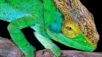 Chameleon Wallpaper Hq High Quality