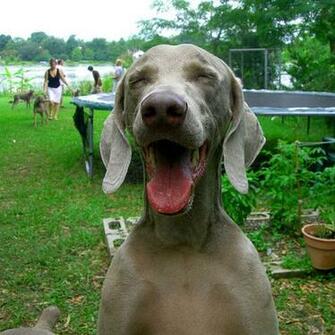 Funny Weimaraner Pictures The Dog Wallpaper Best