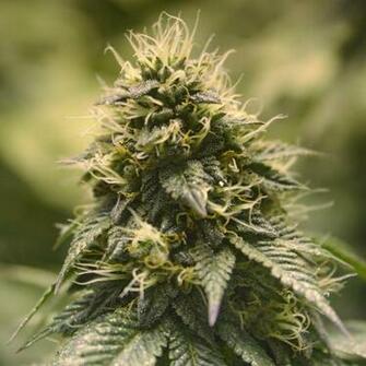 Lemon Kush Marijuana Strains Cannacentral