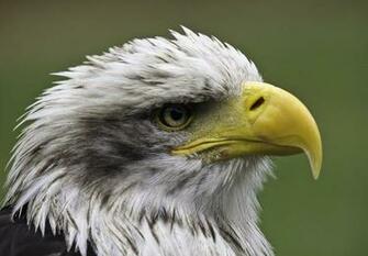 American Bald Eagle Wallpaper