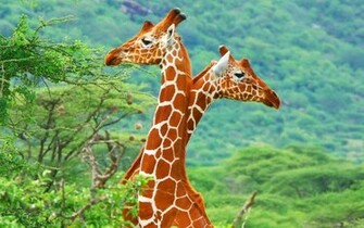 Afrikaanse Giraffe Schattige Dieren