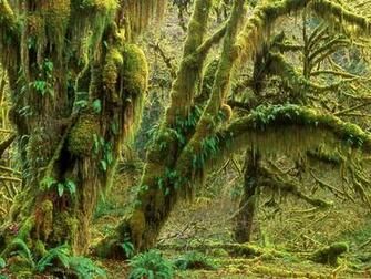 Beautiful Rainforest Background Wallpaper Amp Pictures