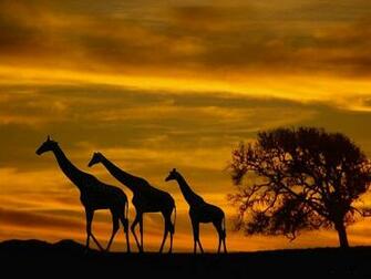 Giraffe Computer Wallpaper Desktop Background Id