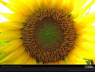 Life In Color Yellow National Geographic Wallpaper