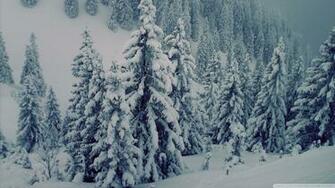 Snowy Fir Trees Wallpaper Wallpoper