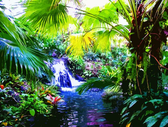 Rainbow Tropical Rainforest Waterfalls High Re Wallpaper