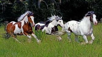 Paint Horses Wallpaper With High Definition