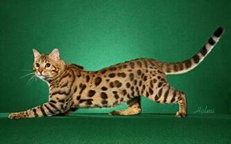 Bengal Cat HD Wallpaper Background Image