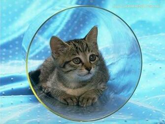 Cute Kitten Wallpaper Kittens
