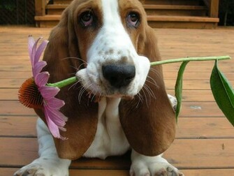 Showing Gallery For Basset Hound Puppies Wallpaper
