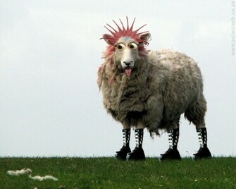 Punk Sheep Wallpaper