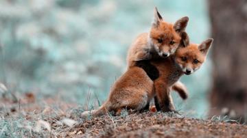 Collection Animal Tags Funny Forest Cute Winter Red Foxes