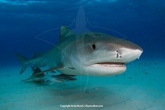 Tiger Shark Wallpaper