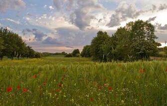 Wallpaper Field Summer Trees Glade Rye Maki Ears Image