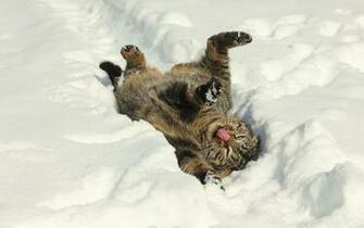 Tags Cats Cat Mood Resolution Snow Winter
