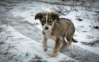 Dog Puppy Snow Sad Lonely Wallpaper