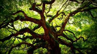 Angel Oak Tree Wallpaper And Background Image Net