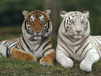 Baby White Tiger Wallpaper