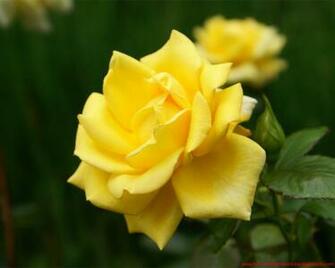 High Quality Rose Wallpaper Screensavers And Background
