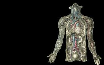 Human Anatomy Wallpaper HD