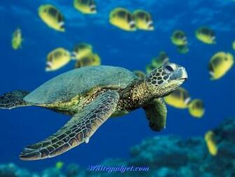 Sea Creatures Wallpaper Pictures Jpg