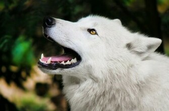 Arctic Wolf Wallpaper