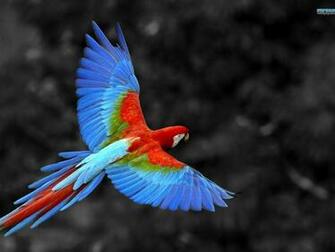 Most Beautiful Parrot Pictures HD Wallpaper Image
