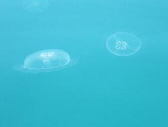 Wallpaper Jellyfish