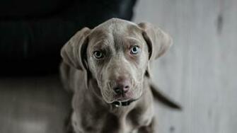Pics Weimar Dog The Best Of