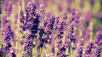 Lavender Flowers HD Wallpaper High Definition
