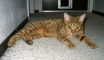 Ocicat On The Floor Photo And Wallpaper Beautiful