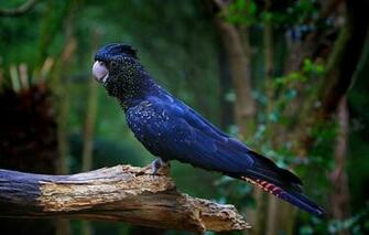 Cockatoo Modern 4k Ultra HD Wallpaper Bsnscb