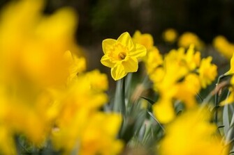 Beautiful Wallpaper Of Daffodils Photo Yellow Flowers For Desktop