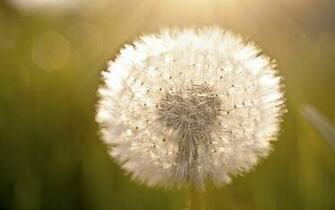 Dandelion Light And Fuzzy Widescreen Wallpaper Wide Net
