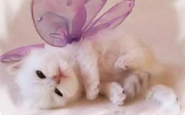 Kittens Image Cute Kitten Wallpaper HD