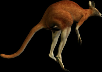 Kangaroo Png Transparent Image Background