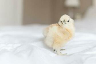 Silkie Chicken Pictures Image