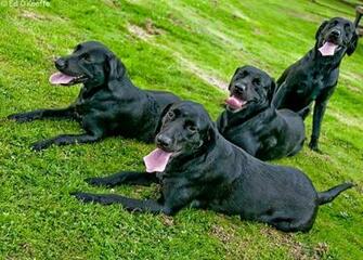 Wallpaper Black Lab Dogs
