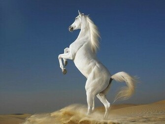 Beautiful Cute White Coloured Horse Pictures Photos Wallpaper