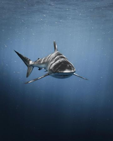 Shark Wallpaper HD Hq