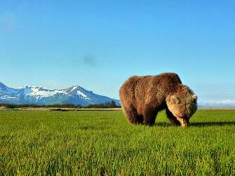 Brown Bear Wallpaper Fun Animals Wiki Videos Pictures