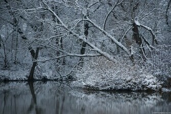 Winter Trees