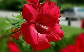 Summer Flowers Wallpaper